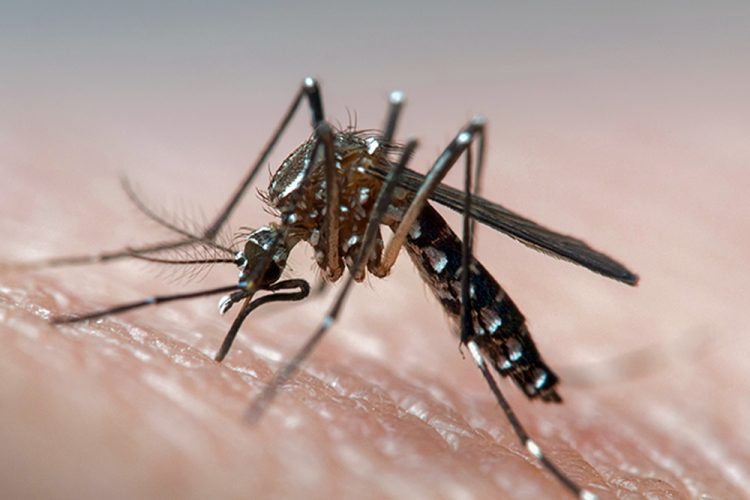 Teenager dies due to complications of dengue fever