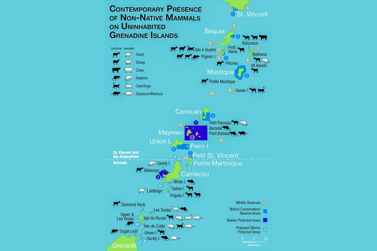 Introduced mammals threatening biodiversity in uninhabited Grenadine islands