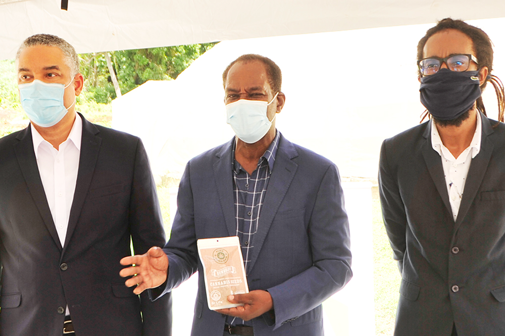 Medicinal Cannabis Authority receives seeds on behalf of traditional growers Medicinal Cannabis Authority receives seeds on behalf of traditional growers