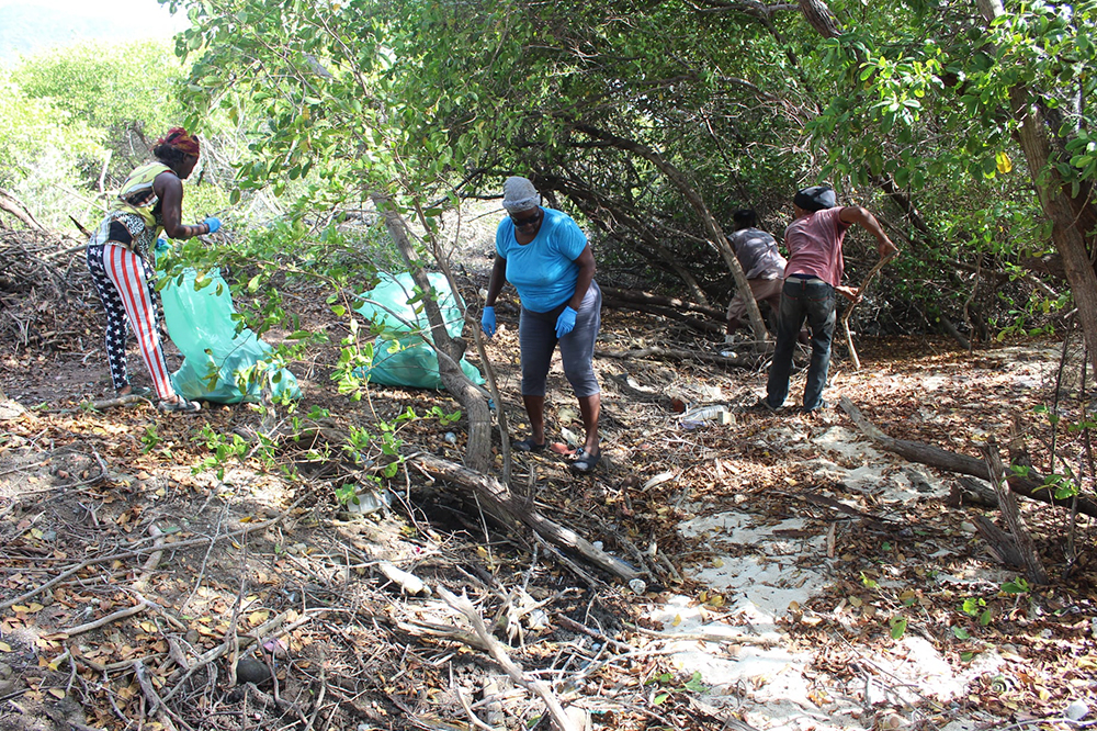 Project to eradicate rats on Frigate Island to continue Project to eradicate rats on Frigate Island to continue