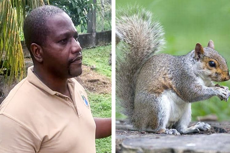 Two Squirrels culled on Bequia