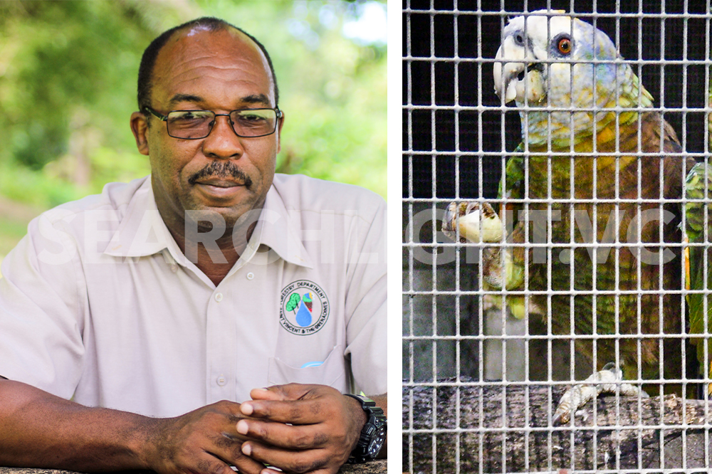 National bird of SVG thriving despite the odds - Searchlight