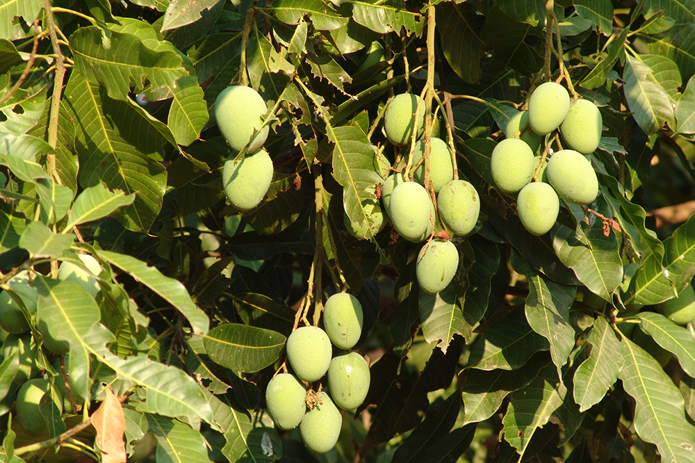 Fruit trees present on any land must remain – MCA Fruit trees present on any land must remain – MCA