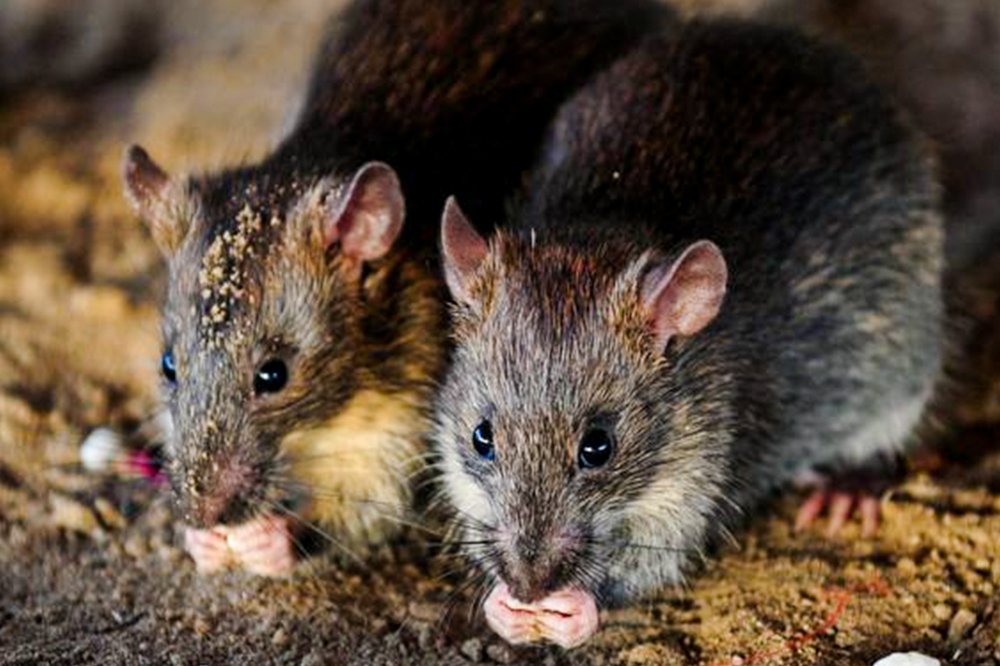 15 Confirmed Cases of Leptospirosis in SVG 15 Confirmed Cases of Leptospirosis in SVG