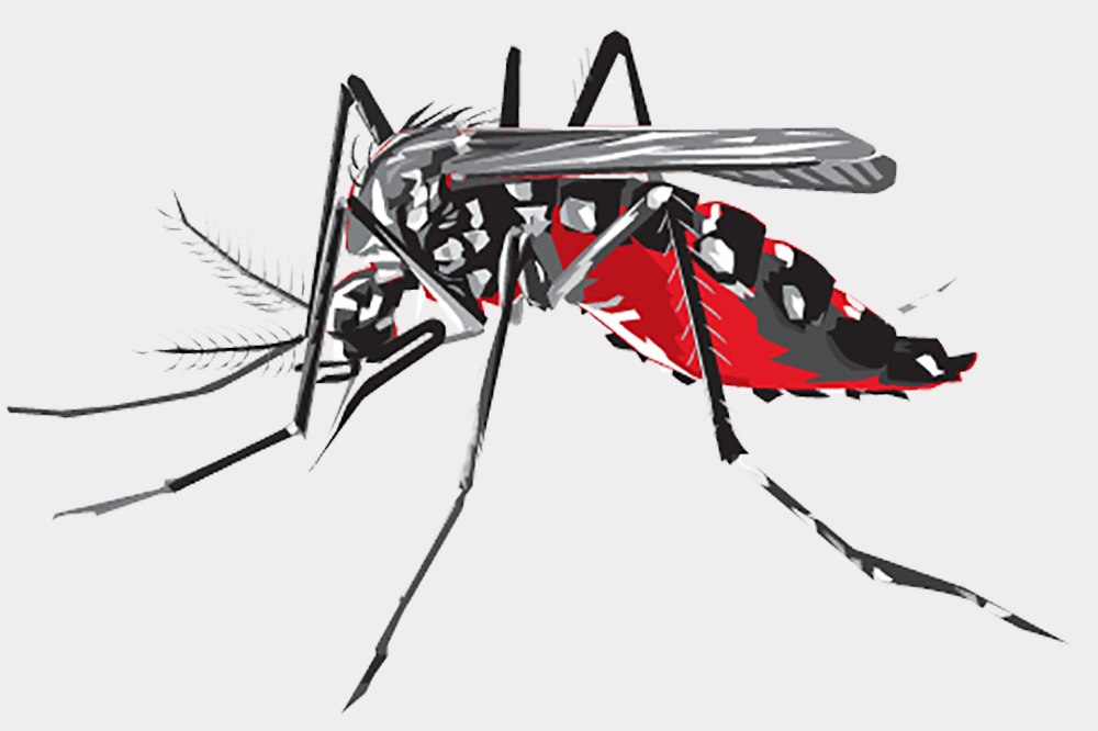Four confirmed cases of dengue fever related deaths Four confirmed cases of dengue fever related deaths